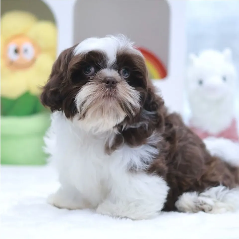 Premium Chocolate Liver Shih Tzu puppy, premium chocolate liver shih tzu puppy for sale in Singapore