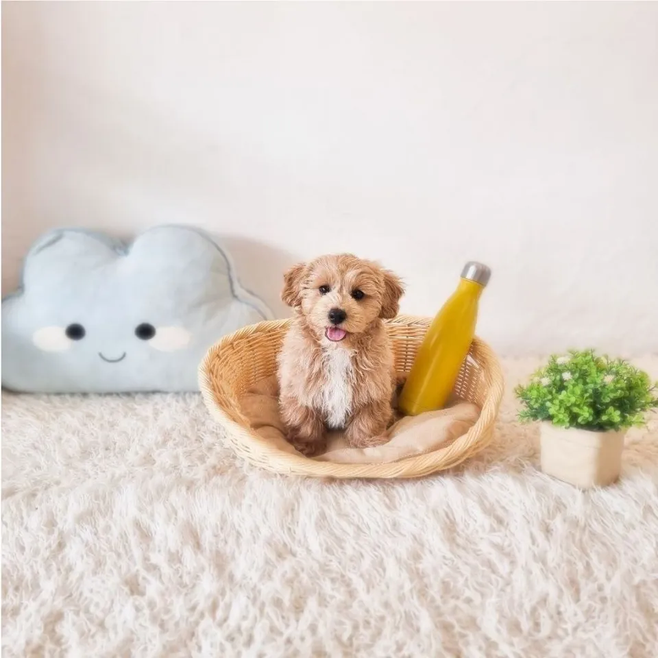 Apricot White Maltipoo puppy, apricot white maltipoo puppy for sale in Singapore