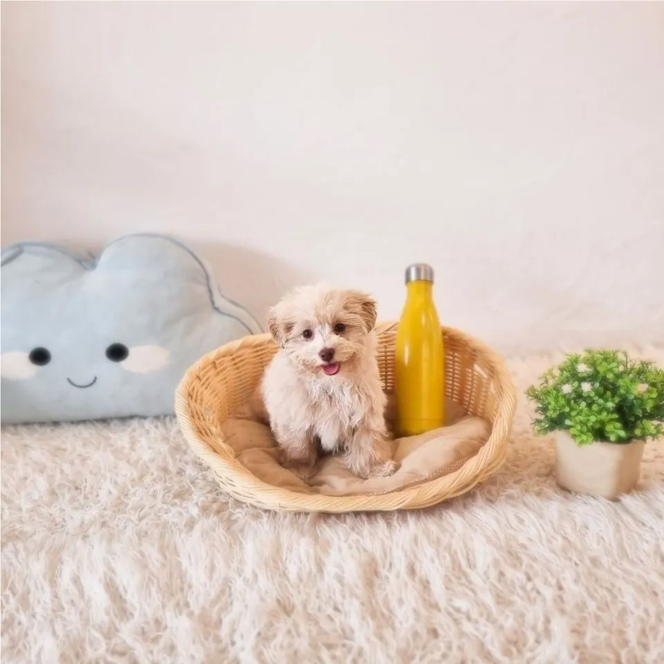 Cream Maltipoo puppy, cream maltipoo puppy for sale in Singapore