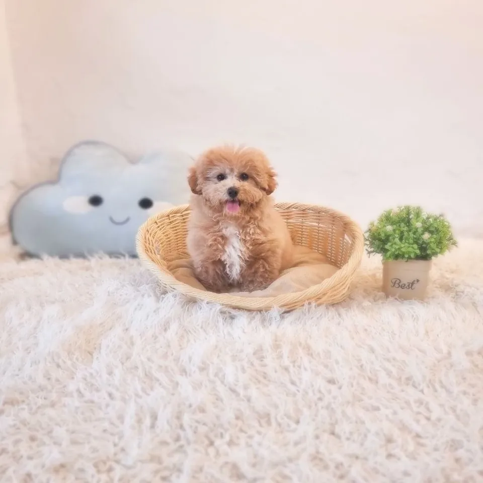 Bao Bao, apricot white maltipoo puppy for sale in Singapore