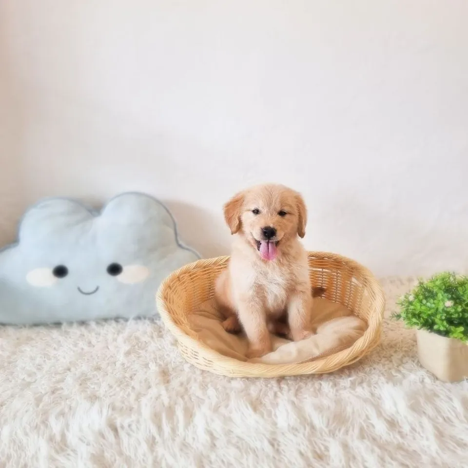 Golden Retriever puppy, golden retriever puppy for sale in Singapore