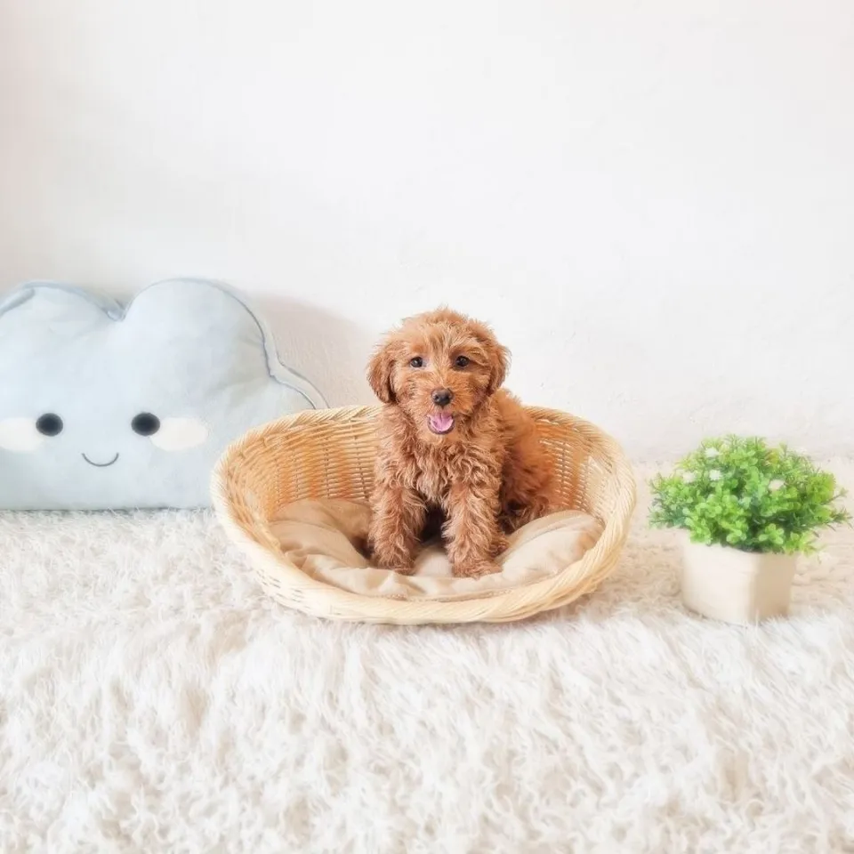 Red Goldendoodle puppy, red goldendoodle puppy for sale in Singapore