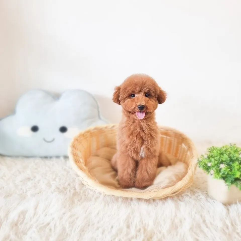 Red Poodle puppy, red poodle puppy for sale in Singapore
