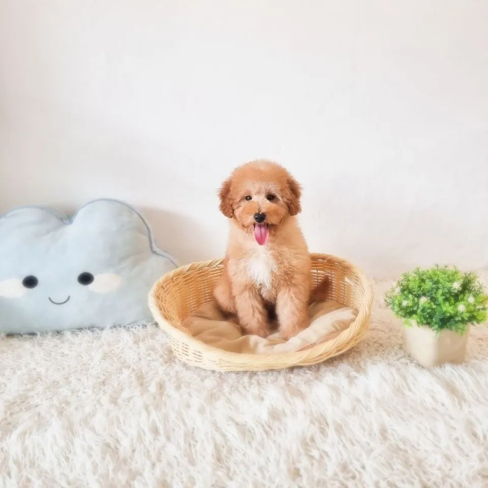 Apricot White Poodle puppy, apricot white poodle puppy for sale in Singapore