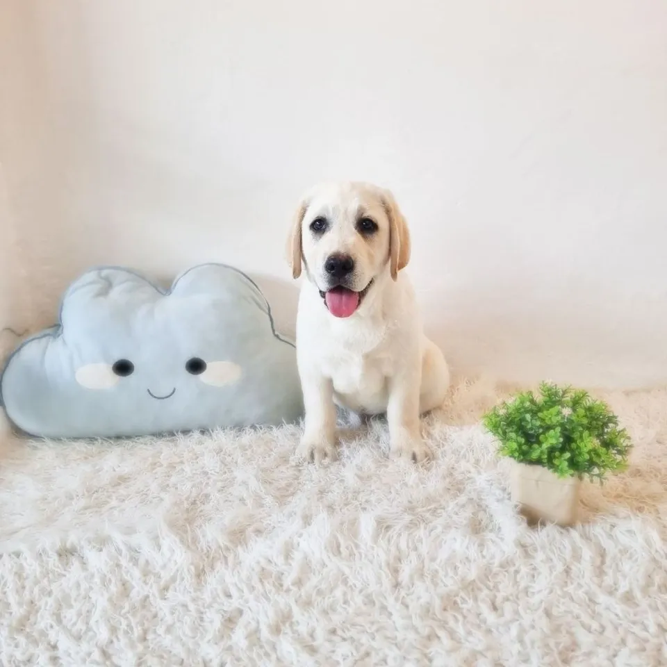 English Cream Labrador puppy, english cream labrador puppy for sale in Singapore