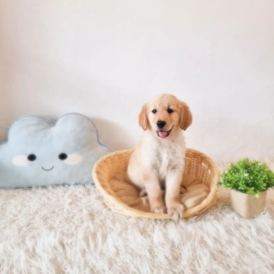 Golden Retriever puppy, golden retriever puppy for sale in Singapore
