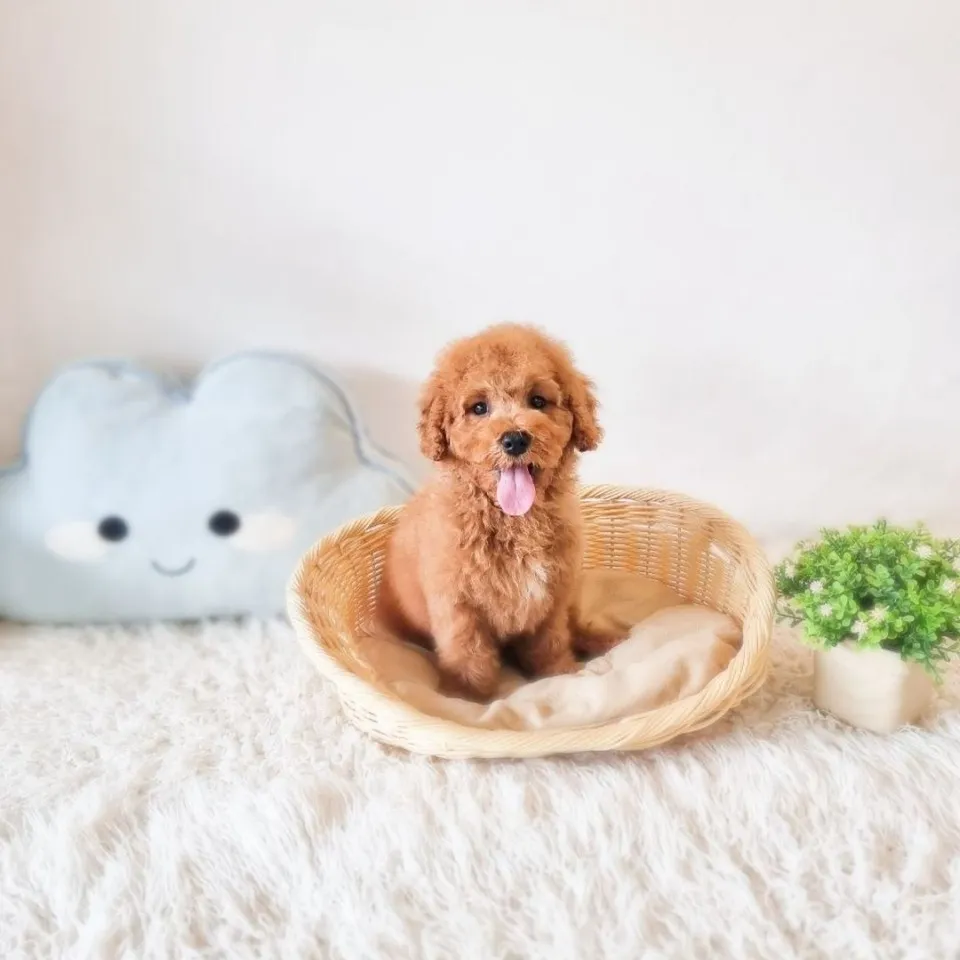 Apricot Goldendoodle puppy, apricot goldendoodle puppy for sale in Singapore