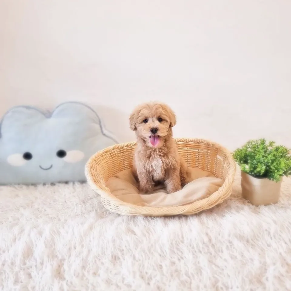 Apricot Goldendoodle puppy, apricot goldendoodle puppy for sale in Singapore