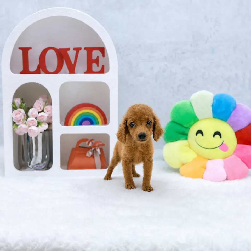 Apricot Maltipoo puppy, apricot maltipoo puppy for sale in Singapore