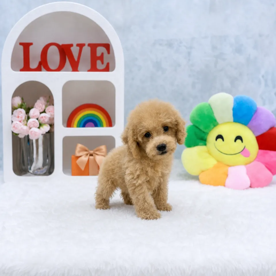 Cream Maltipoo puppy, cream maltipoo puppy for sale in Singapore