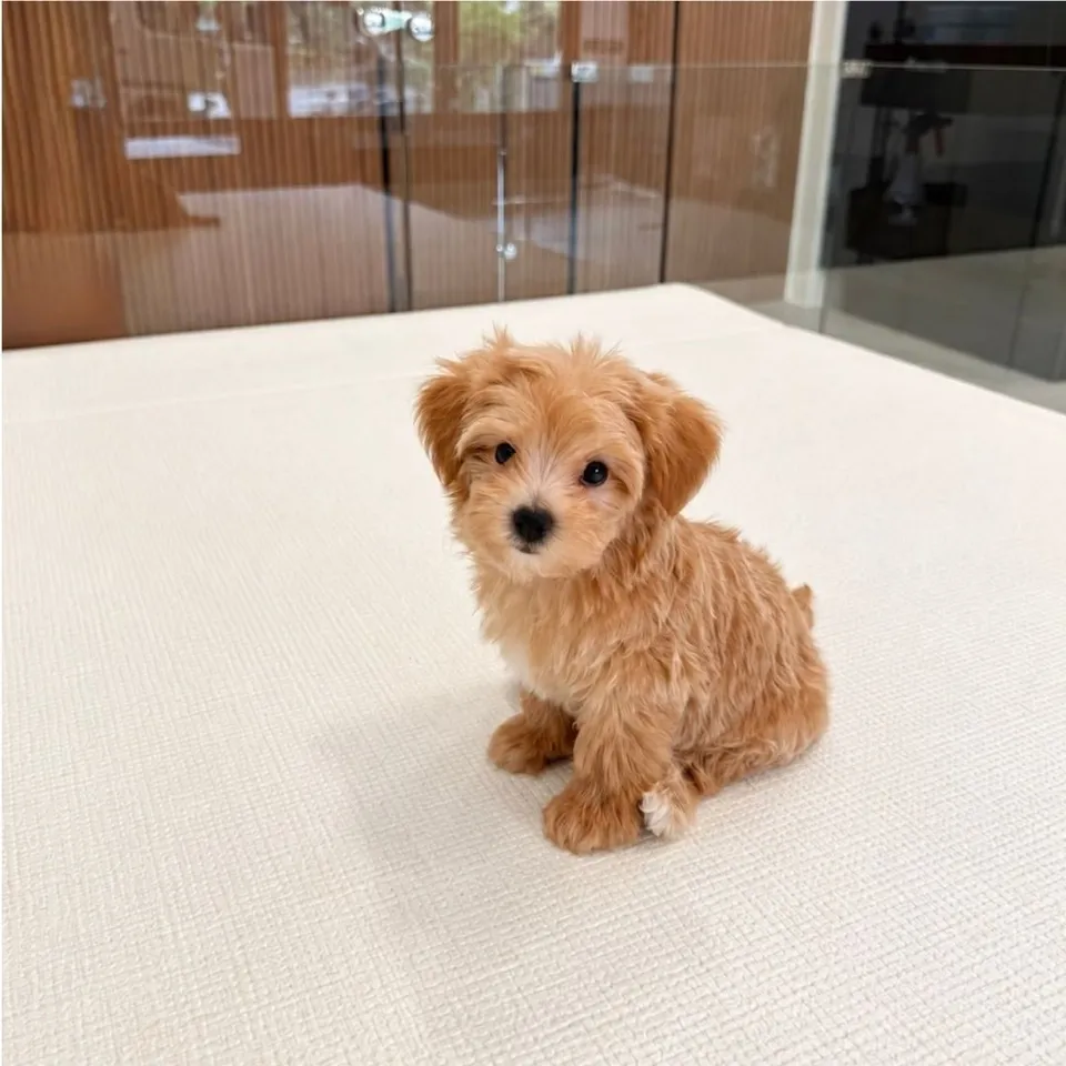 Apricot Maltipoo puppy, apricot maltipoo puppy for sale in Singapore