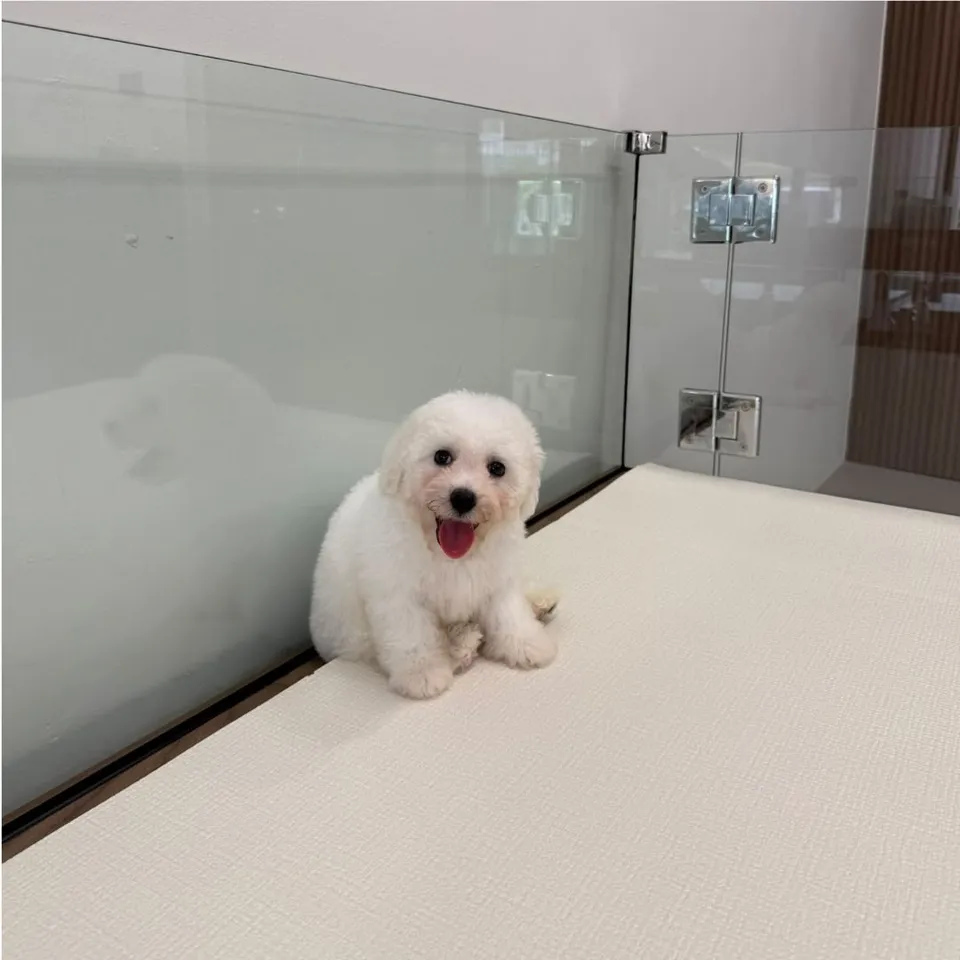 White Bichon Frise puppy, white bichon frise puppy for sale in Singapore