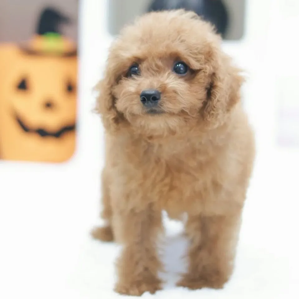 Lychee, apricot maltipoo puppy for sale in Singapore