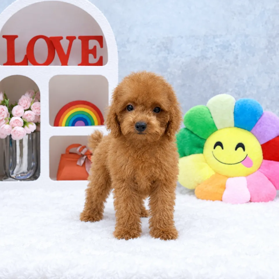 Apricot Maltipoo puppy, apricot maltipoo puppy for sale in Singapore