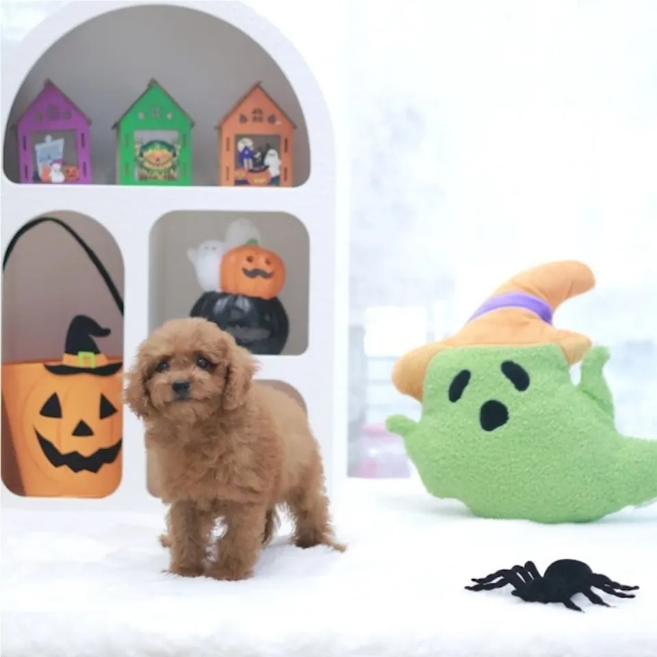 Lychee, apricot maltipoo puppy for sale in Singapore