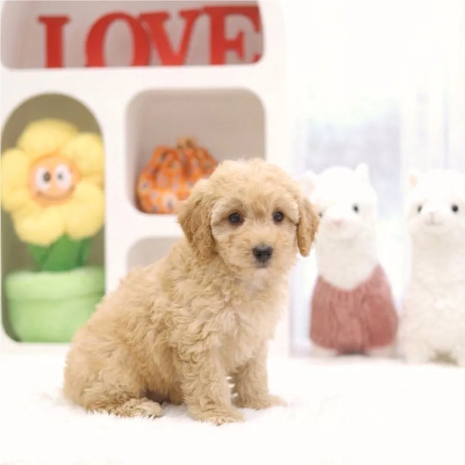 Apricot Cavapoo puppy, apricot cavapoo puppy for sale in Singapore