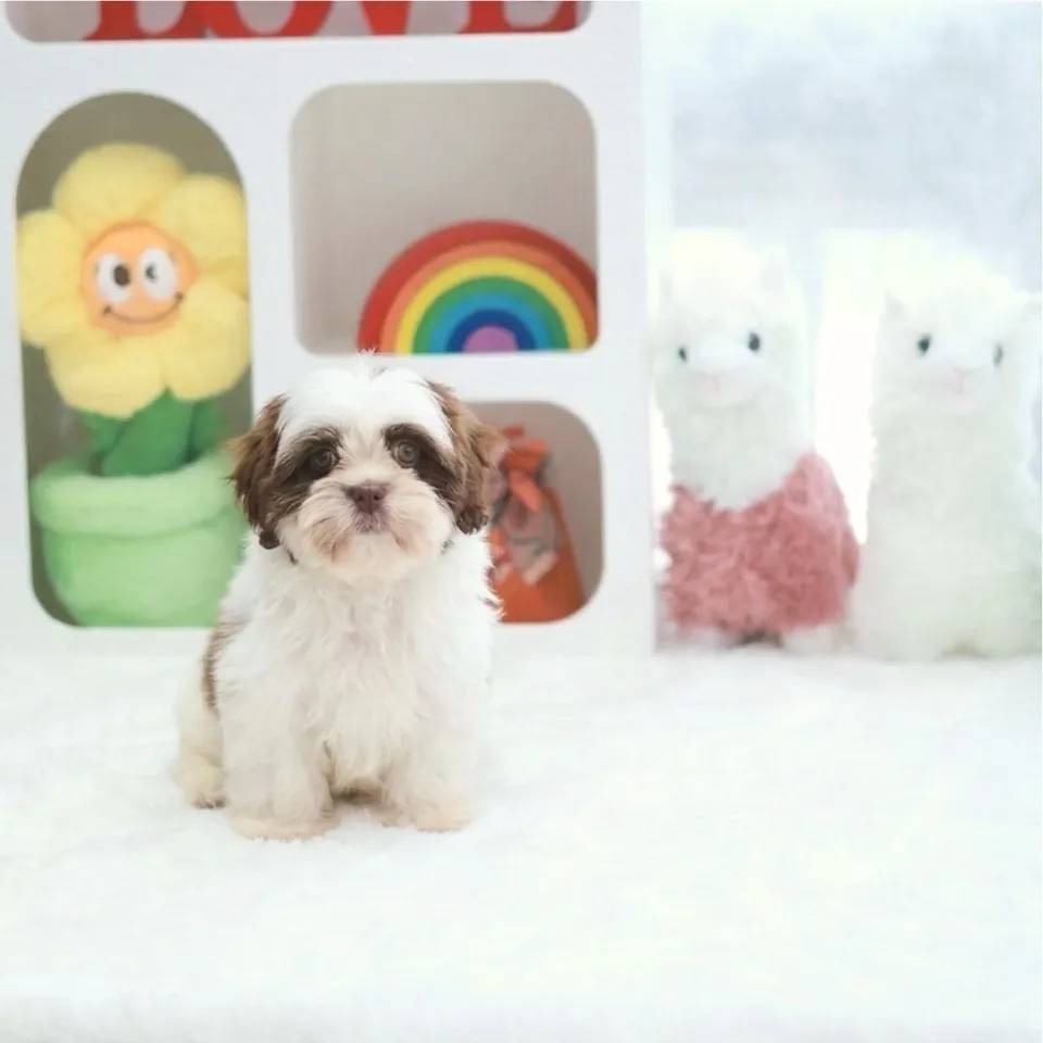 Choco Liver Malshi puppy, choco liver malshi puppy for sale in Singapore