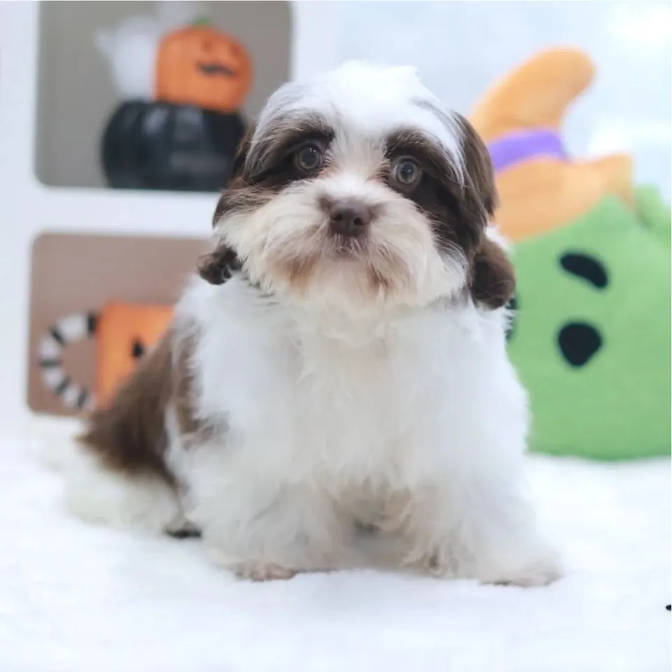 Xing Xing, choco liver malshi puppy for sale in Singapore