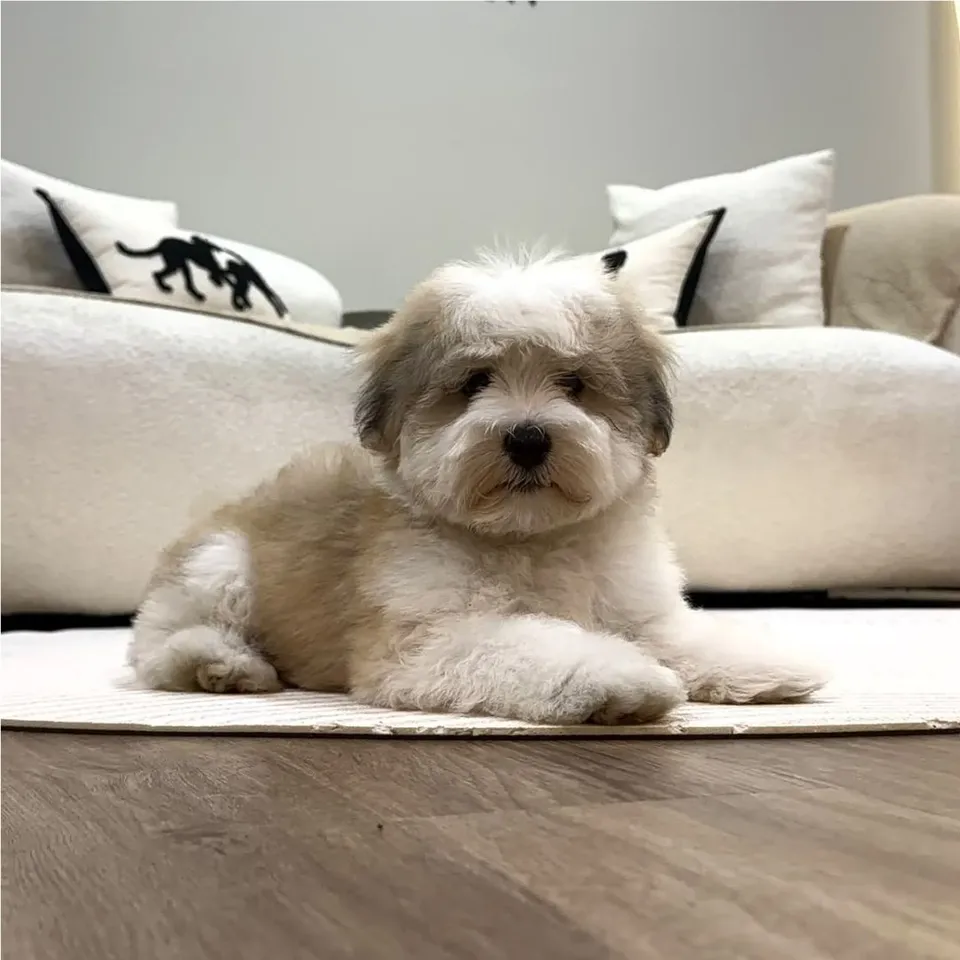 Half Boiled, tri color malshi puppy for sale in Singapore