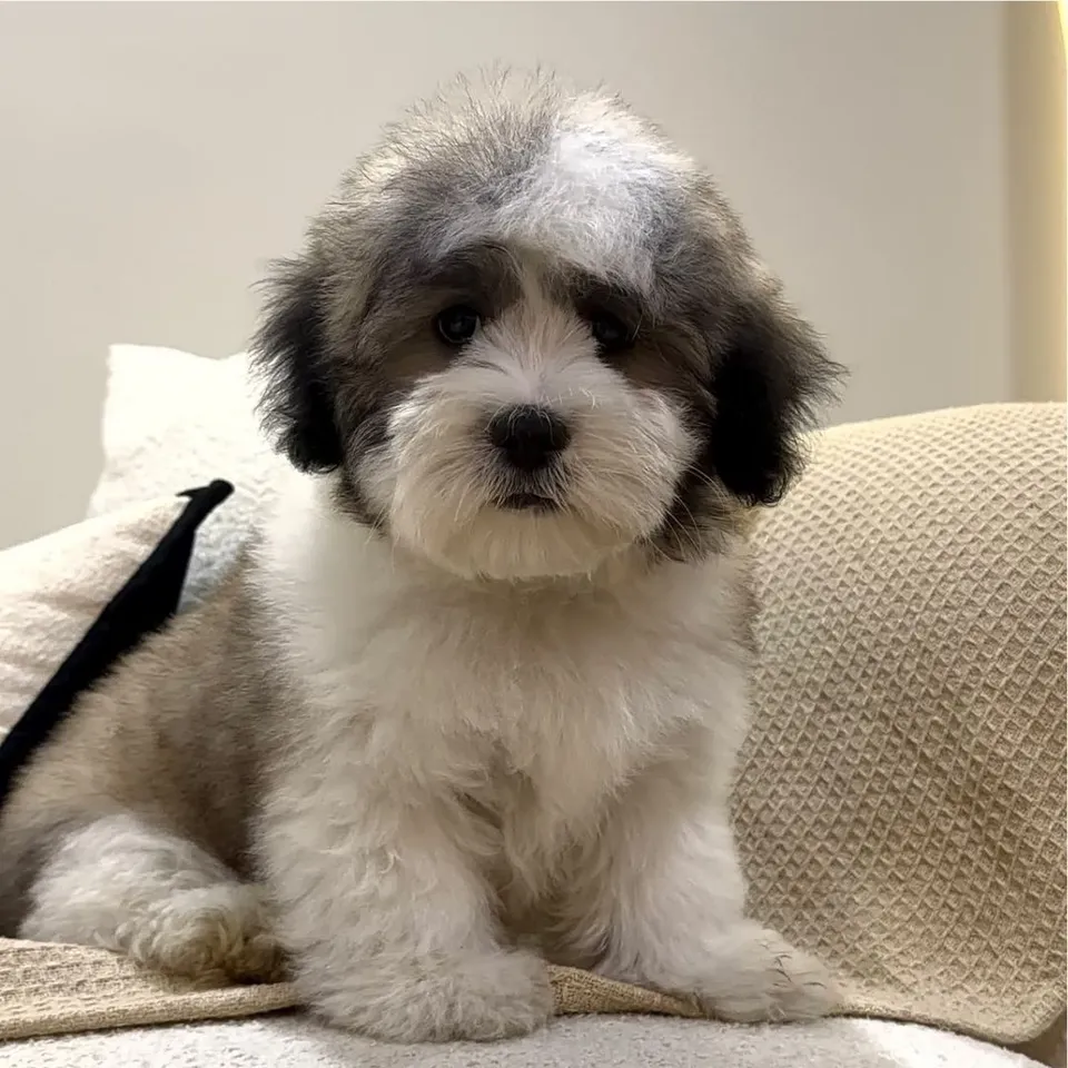 Toast, tri color malshi puppy for sale in Singapore