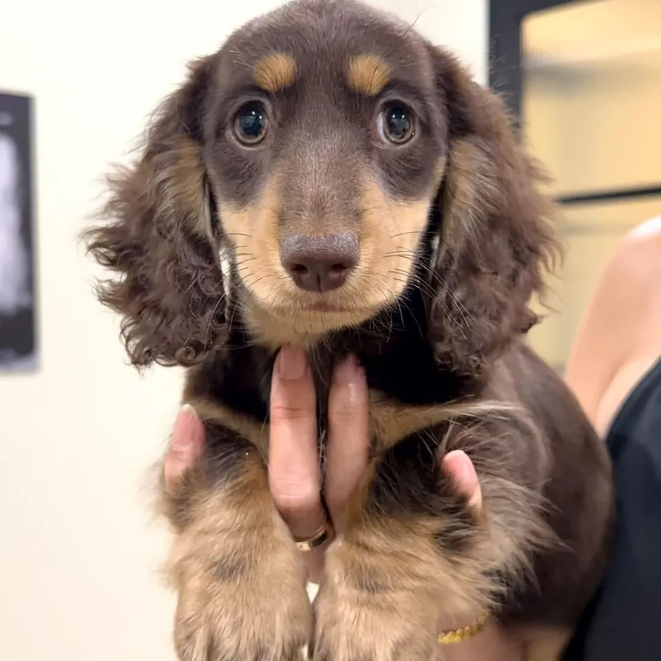 Gao, chocolate cream dachshund puppy for sale in Singapore