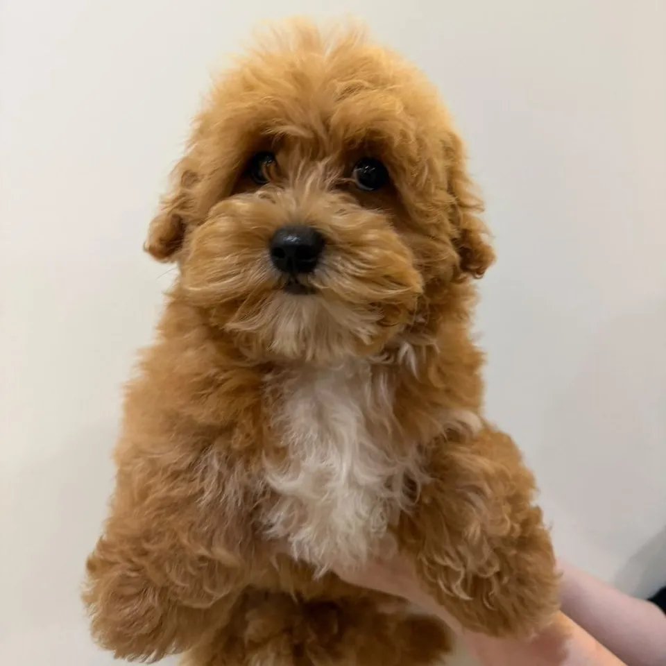 Siew Dai, red maltipoo puppy for sale in Singapore
