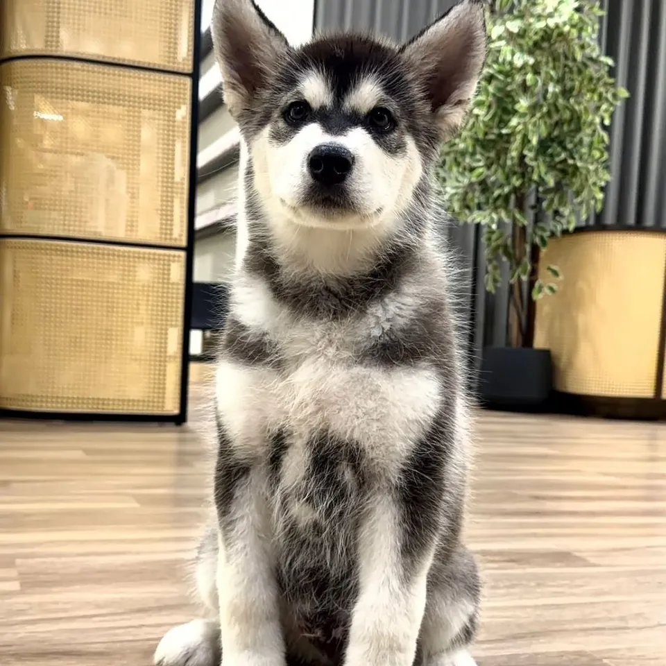 Kosong, black white alaskan malamute puppy for sale in Singapore