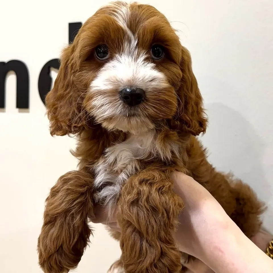 Susu, red white cavapoo puppy for sale in Singapore