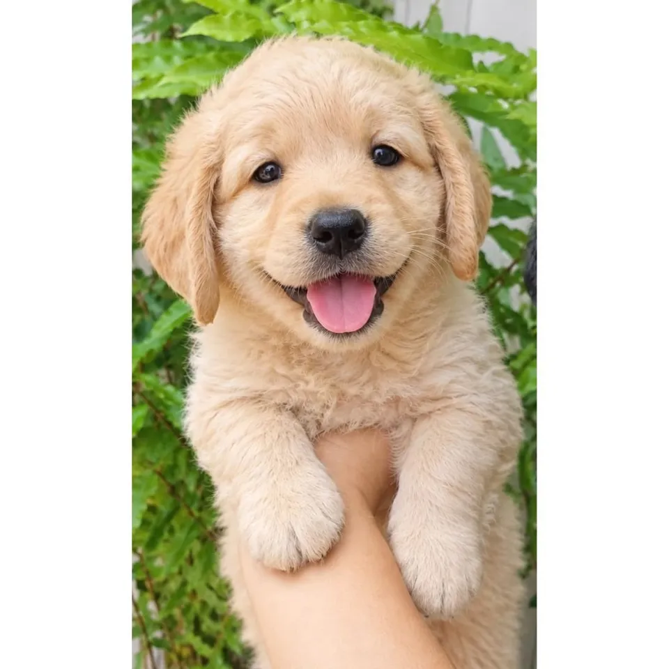 Peng, brown labradoodle puppy for sale in Singapore