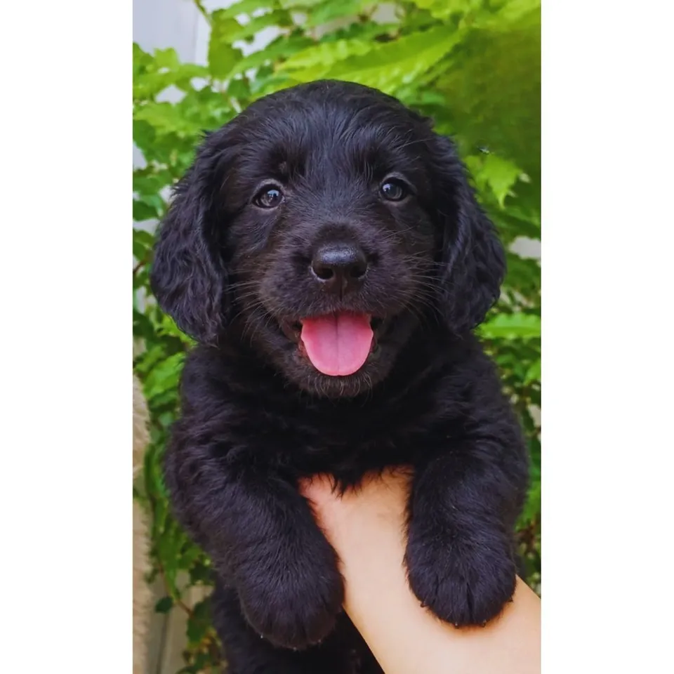 Bing, black labradoodle puppy for sale in Singapore