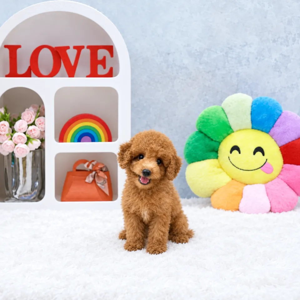 Kueh, red maltipoo puppy for sale in Singapore