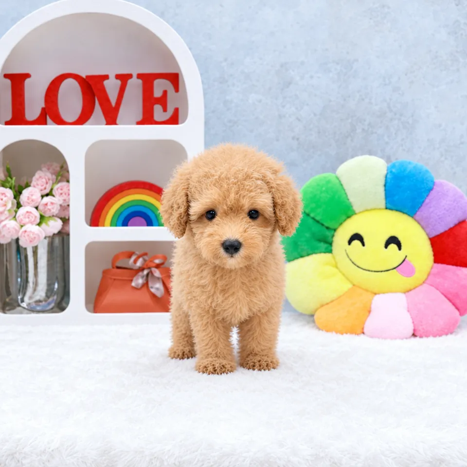Tau Sar, apricot poodle puppy for sale in Singapore