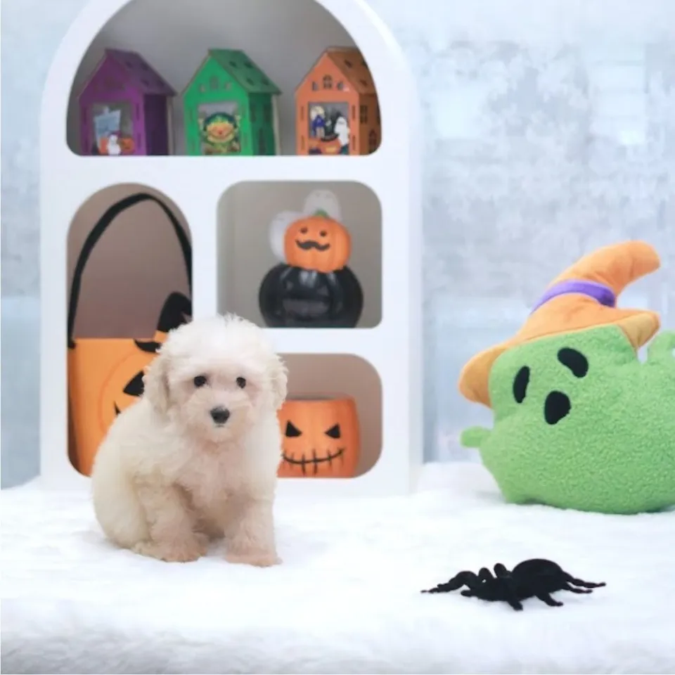 Ah Boy, cream poodle puppy for sale in Singapore