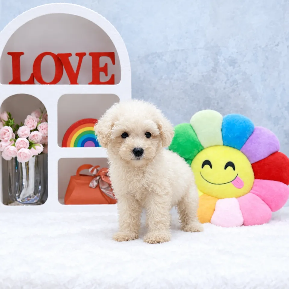 Ah Boy, cream poodle puppy for sale in Singapore