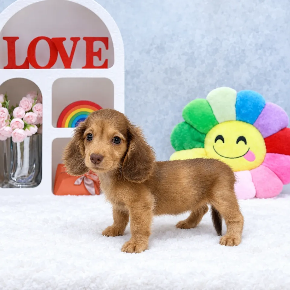 Ah Girl, brown dachshund puppy for sale in Singapore