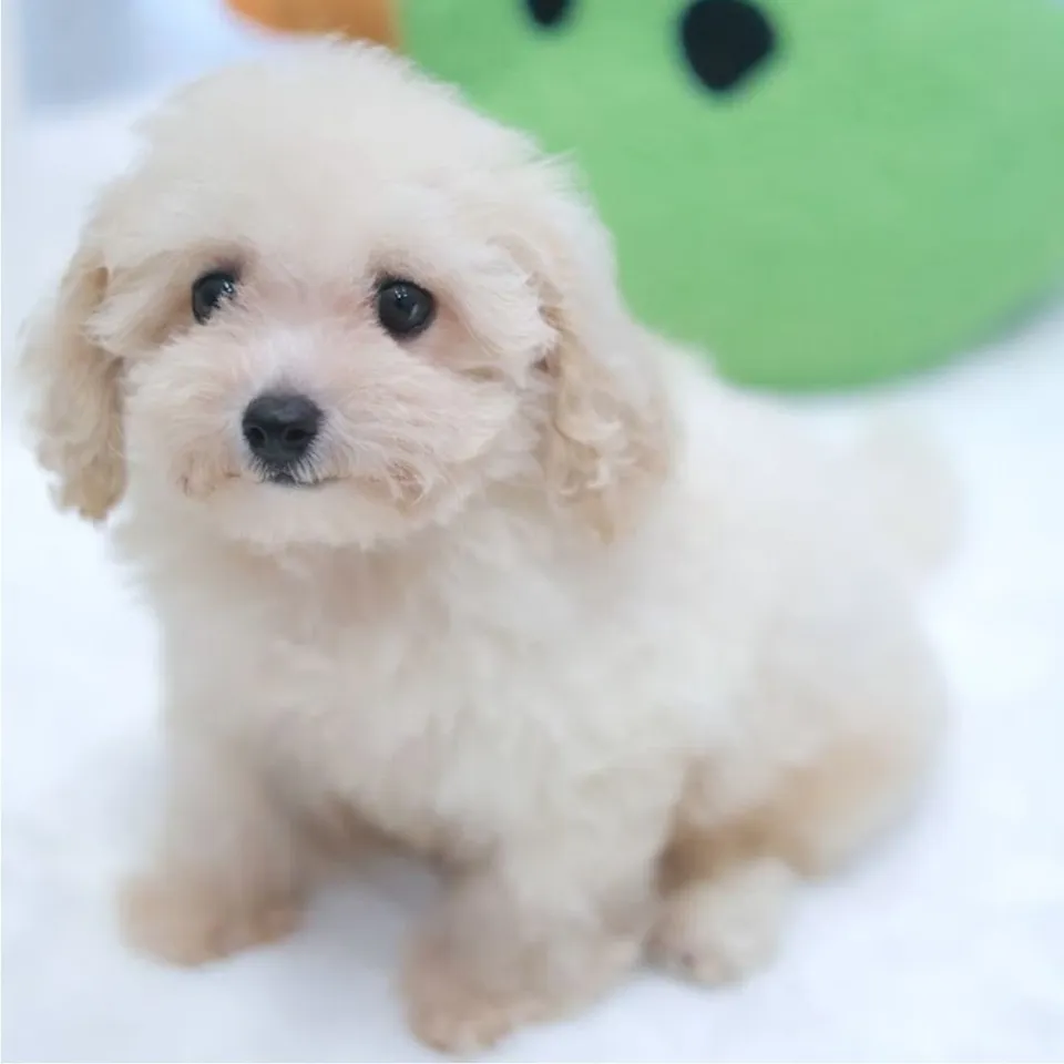 Xiao Bai, cream cavachon puppy for sale in Singapore