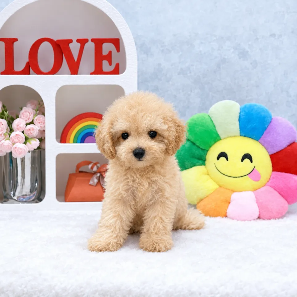 Xiao Bai, cream cavapoo puppy for sale in Singapore