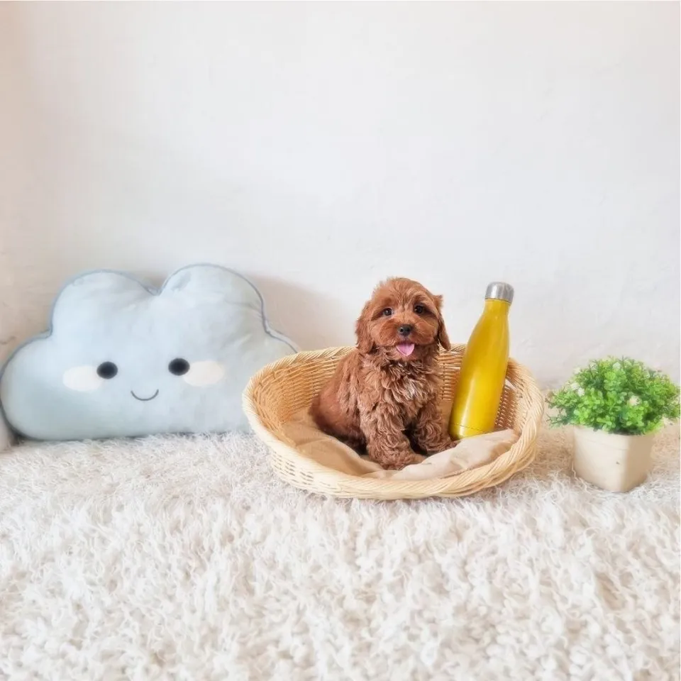 Xiao Hei, apricot cavapoo puppy for sale in Singapore