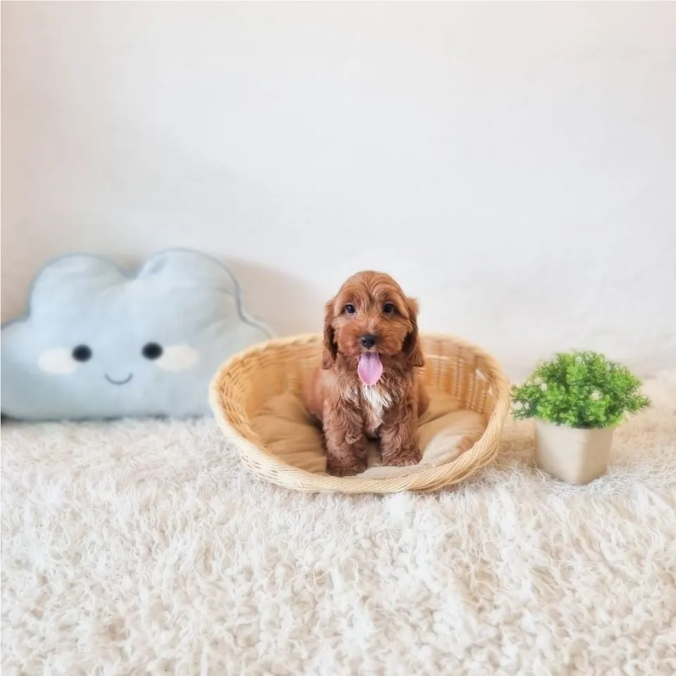 Mei Mei, apricot cavapoo puppy for sale in Singapore