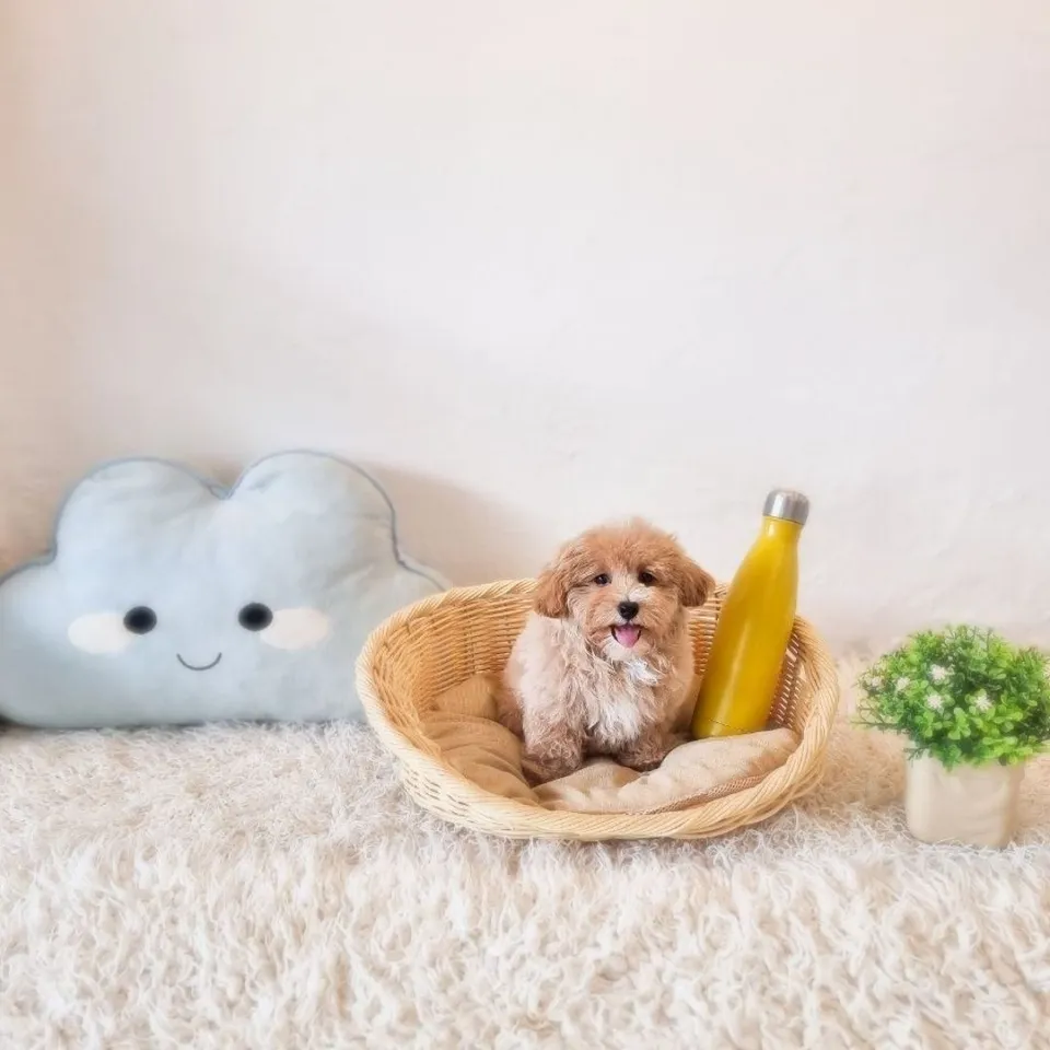 Di Di, apricot maltipoo puppy for sale in Singapore