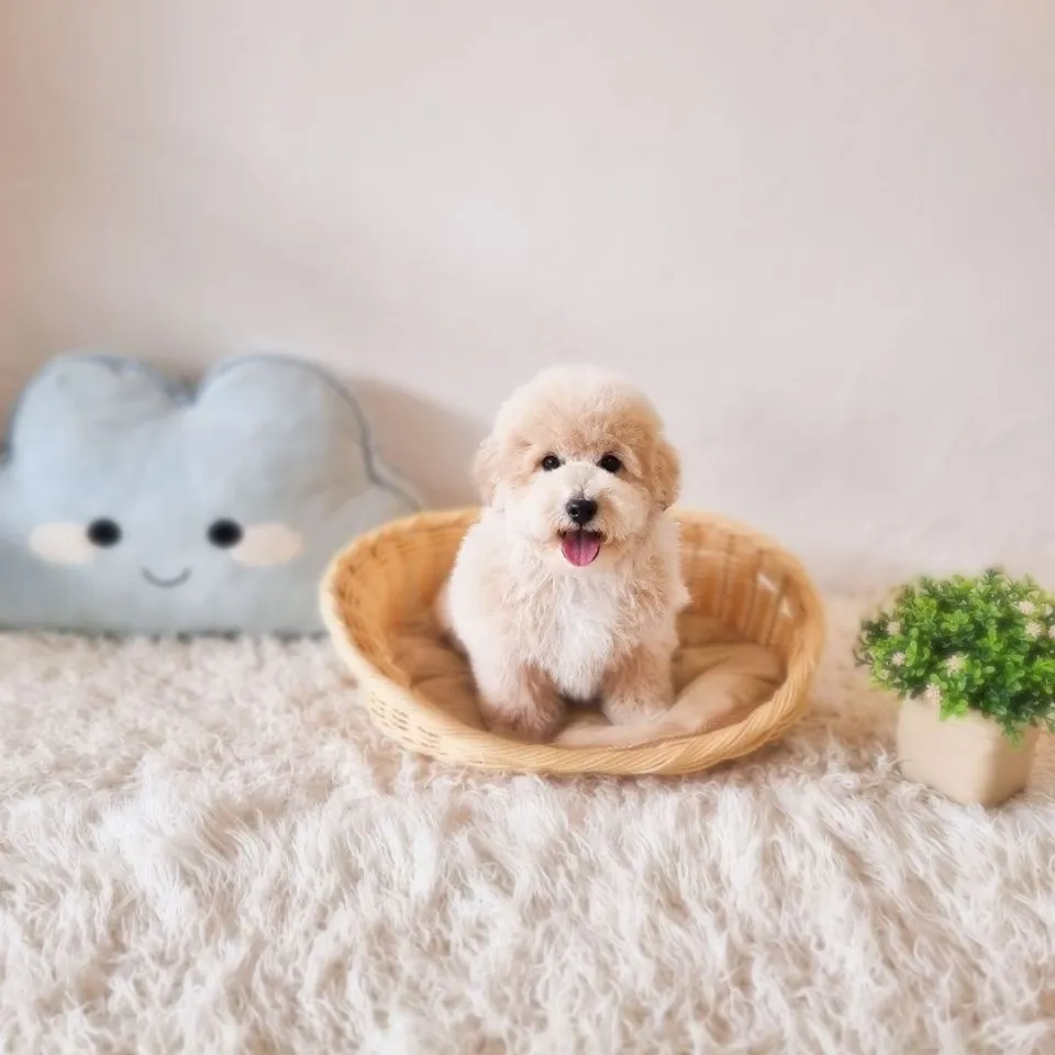 Lai Lai, cream poochon puppy for sale in Singapore