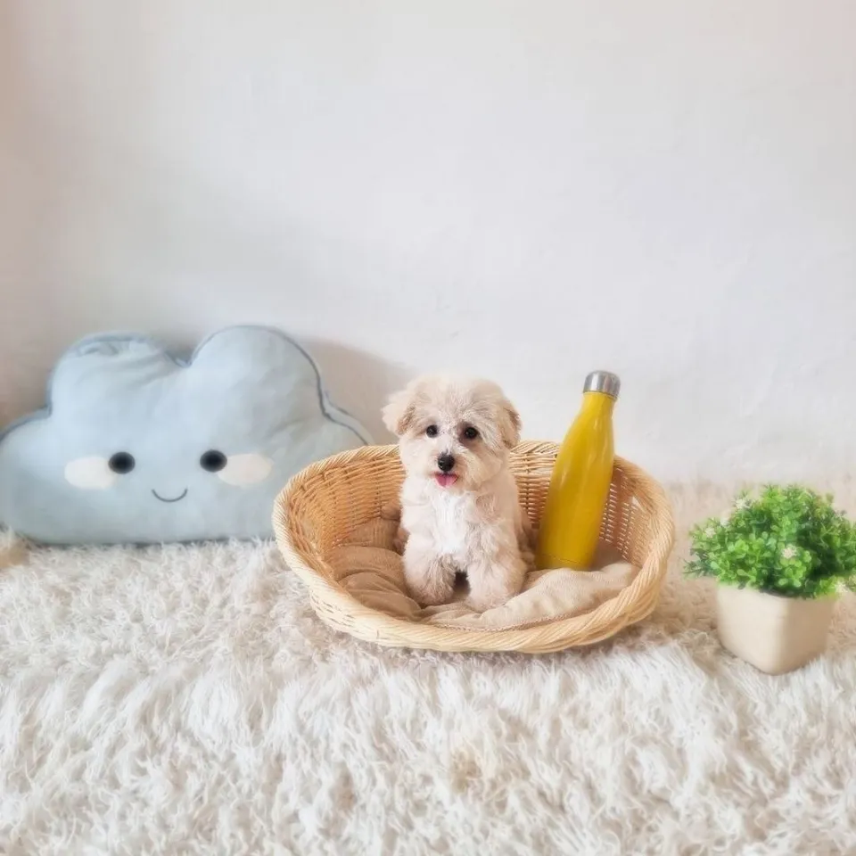 Tau Huay, cream poochon puppy for sale in Singapore