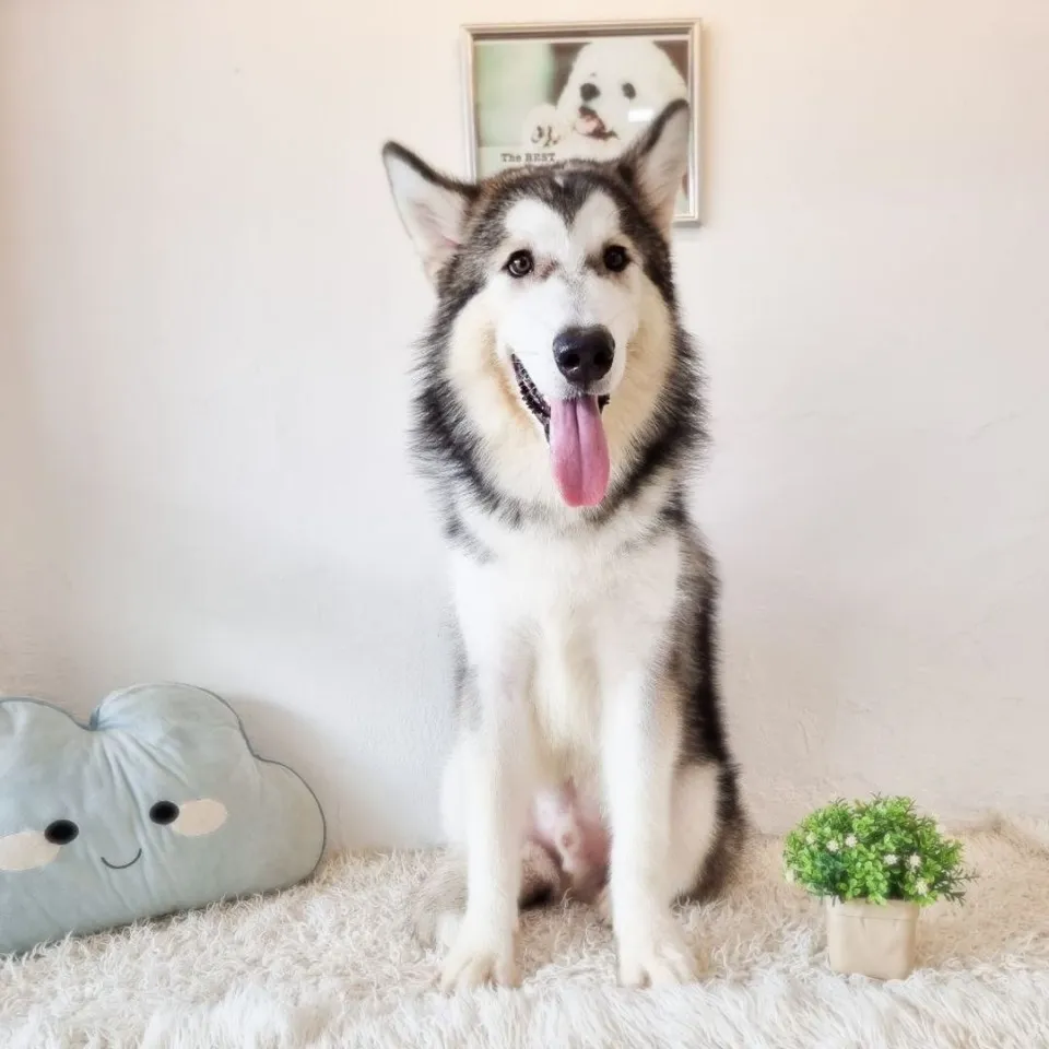 Chilli, tri color alaskan malamute puppy for sale in Singapore