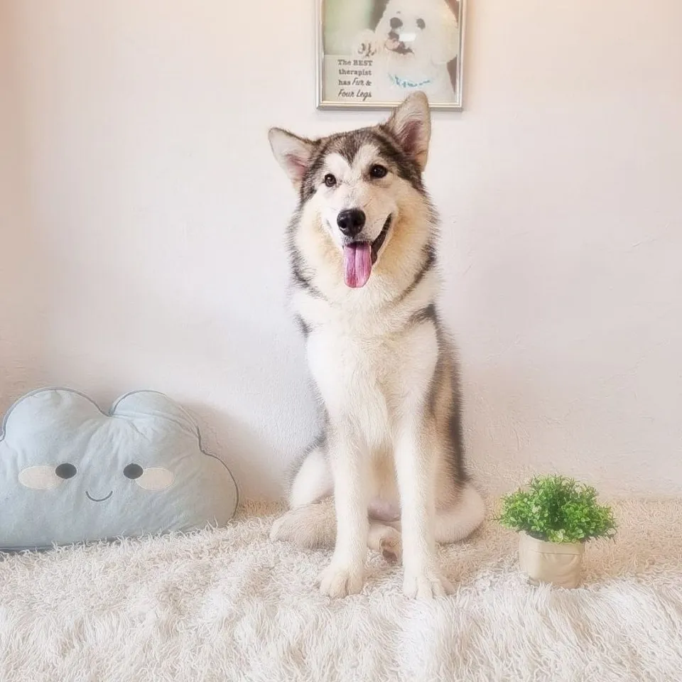 Sambal, tri color alaskan malamute puppy for sale in Singapore