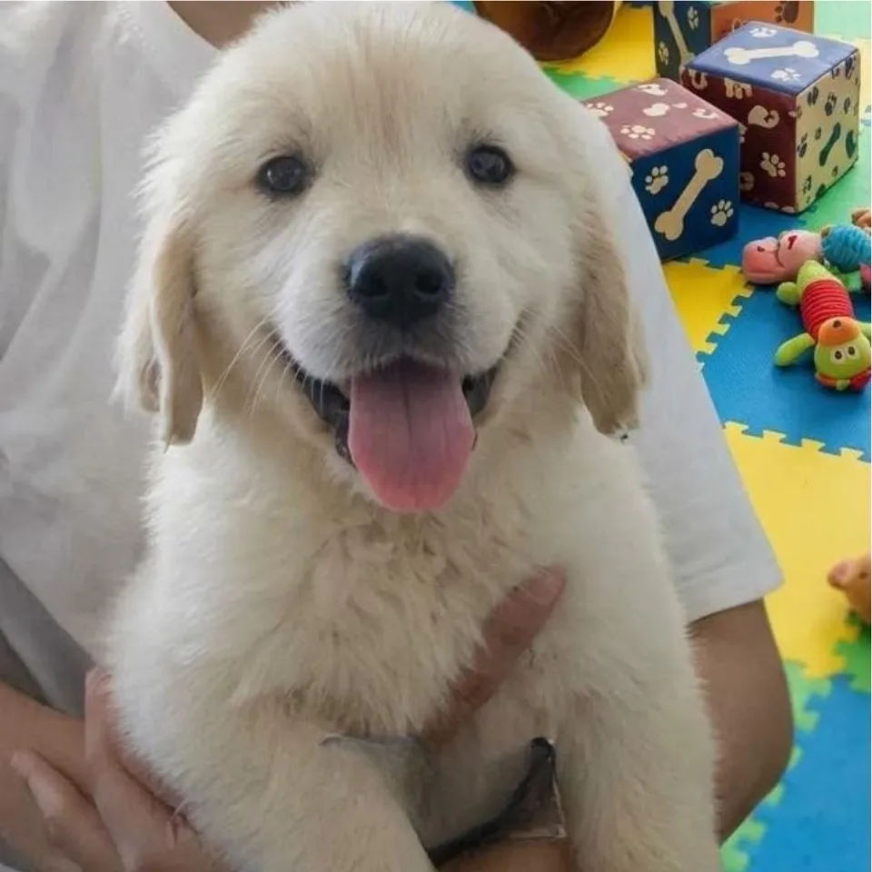 Assam, cream goldendoodle puppy for sale in Singapore