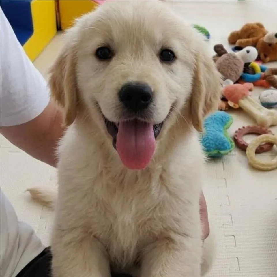 Ketchup, cream goldendoodle puppy for sale in Singapore