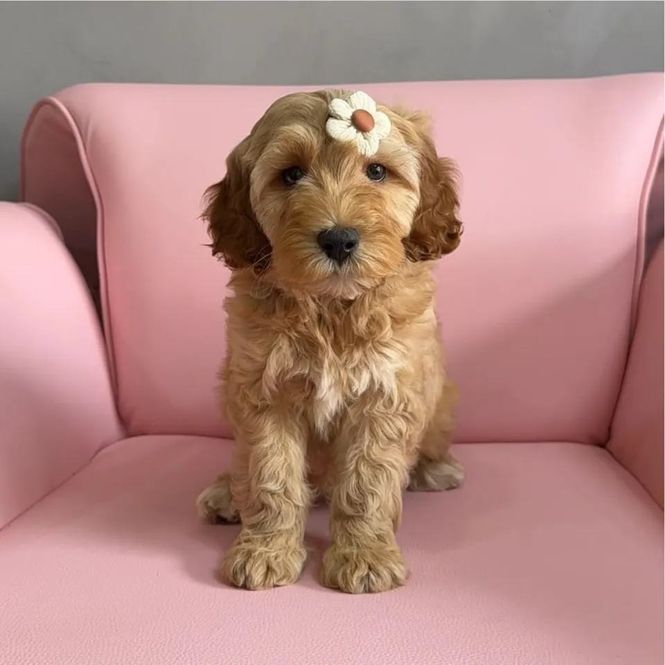 Tumeric, apricot cockapoo puppy for sale in Singapore