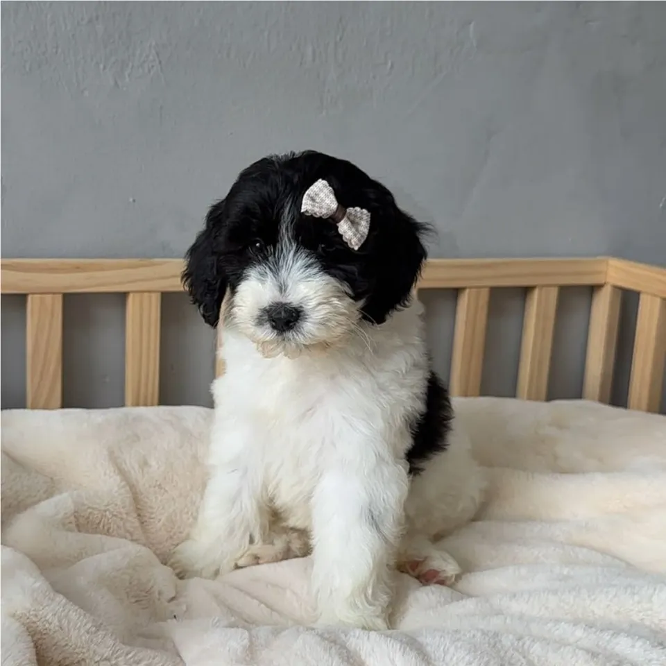 Boon Boon, black white cavapoo puppy for sale in Singapore