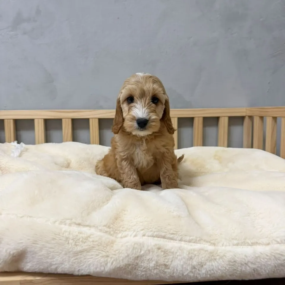 Chye Chye, apricot cockapoo puppy for sale in Singapore