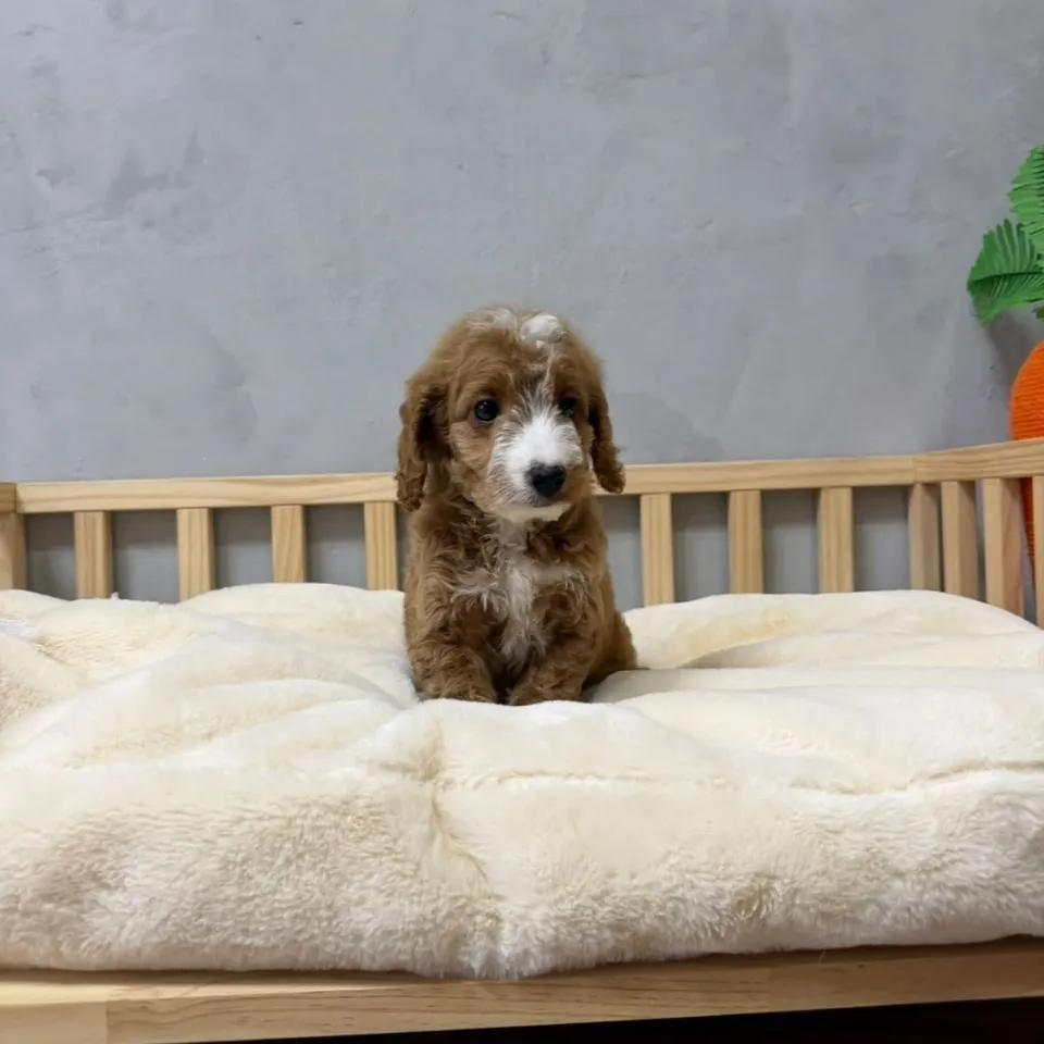 Heng Heng, red white cockapoo puppy for sale in Singapore